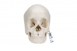 Model czaszki Beauchene dorosłego człowieka, wersja kolorowa kości, 22 części - 3B Smart Anatomy - 1000068 [A290]